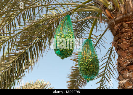 Bunches of dates growing on a palm tree. Dates are covered in a net to protect them from birds and to catch stray falling fruit Stock Photo