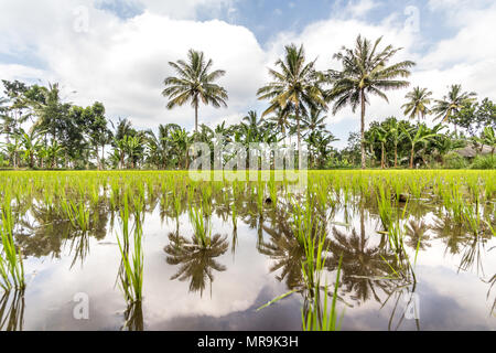 Rice paddies, Indonesia Stock Photo