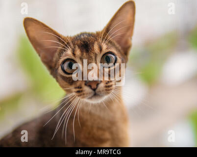 closeup view of Abyssinian cat or kitten sitting on the window Stock Photo