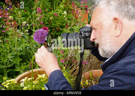 Portland. 26 May 2018. In sunny Portland, photographer, Stuart Fretwell, takes closer look at a head of Allium with the aid of a 'Sherlock style' magnifying glass Credit: stuart fretwell/Alamy Live News Stock Photo