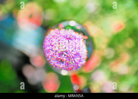 Portland. 26 May 2018. A head of allium in a sunny Portland garden seems to be suspended in space when seen through a magnifying glass Credit: stuart fretwell/Alamy Live News Stock Photo