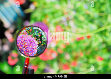Portland. 26 May 2018. A head of allium in a sunny Portland garden is brought into sharp relief when seen through a magnifying glass Credit: stuart fretwell/Alamy Live News Stock Photo