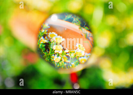 Portland. 26 May 2018. A poached egg plant   (Limnanthes Douglasii) in a sunny Portland garden seems to be suspended in space when seen through a magnifying glass Credit: stuart fretwell/Alamy Live News Stock Photo