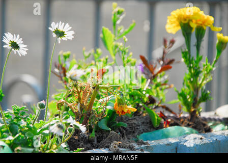 Portland. 26 May 2018. A cute window box in a sunny Portland garden Credit: stuart fretwell/Alamy Live News Stock Photo