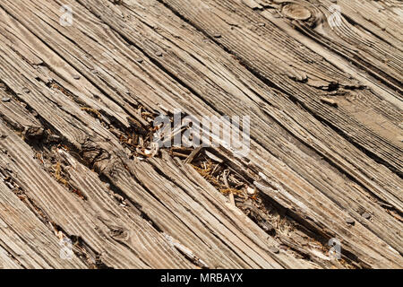 Old wooden residential patio deck boards that have been weather and sun damaged over the years. They are in need of replacing. Stock Photo