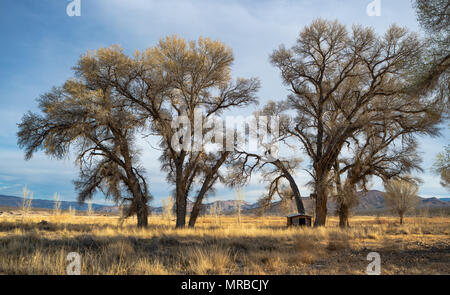 Pahranagat National Wildlife Refuge, Lincoln County, Nevada, USA. Stock Photo