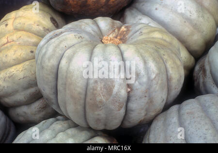 HARVESTED 'QUEENSLAND BLUE' PUMPKINS (CUCURBITA, CUCURBITACEAE) Stock Photo