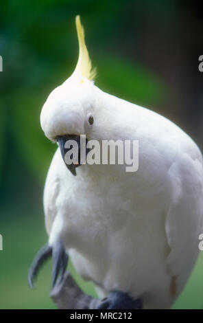 SULPHUR-CRESTED COCKATOO (CACATUA GALERITA) IS IMMEDIATELY DISTINGUISHED BY ITS WHITE PLUMAGE AND LARGE YELLOW CREST Stock Photo