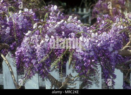WISTERIA GROWING OVER OLD WHITE TIMBER PICKET FENCE Stock Photo