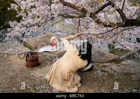 Woman takes photo of her dog in a park during cherry blossom season, Hiroshima, Japan Stock Photo
