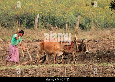 Jabalpur, India - November 28, 2015: A rural Indian farmer plowing his field using a traditional wooden plow and ox team Stock Photo