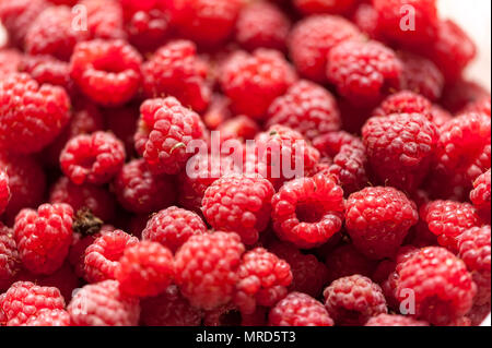 A beautiful selection of freshly picked ripe red raspberries Stock Photo