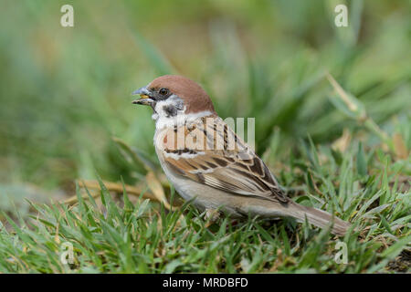 The Tree Sparrow. Stock Photo