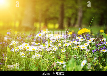 Ox-eye daisies and dandelions in spring meadow. Seasonal natural scene. Yellow sun rays.
