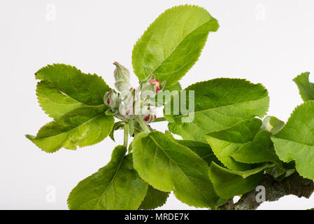 Flower buds among new leaves on an apple tree just showing red colour as they begin to open in spring, April Stock Photo