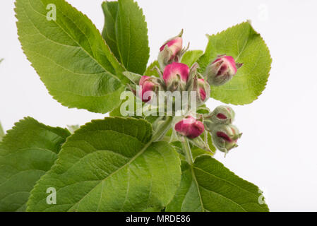 Apple flowers in pink bud shortly before they fully open in spring, April Stock Photo
