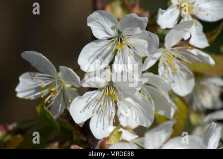 White, fully open flowers on a plum tree with pollen bearing anthers on stamen casting shadows on  the petals, April Stock Photo