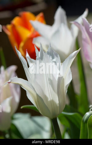 Flower of tulip 'Tres Chic', a white pinkish lily flowered tulip in a pot with others, April Stock Photo