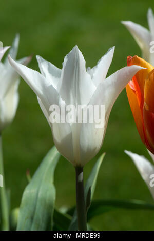 Flower of tulip 'Tres Chic', a white pinkish lily flowered tulip in a pot with others, April Stock Photo