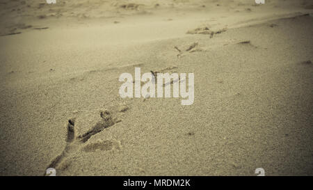 Bird footprints on sand beach.