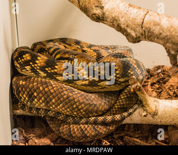 Scrub Python / Morelia amethistina Stock Photo