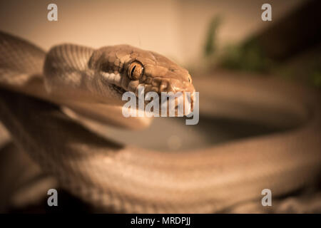 Morelia Nauta / Tanimbar Python / Pythonidae Stock Photo