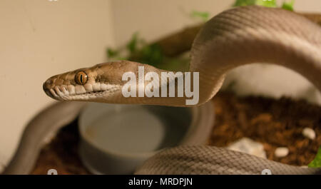 Morelia Nauta / Tanimbar Python / Pythonidae Stock Photo