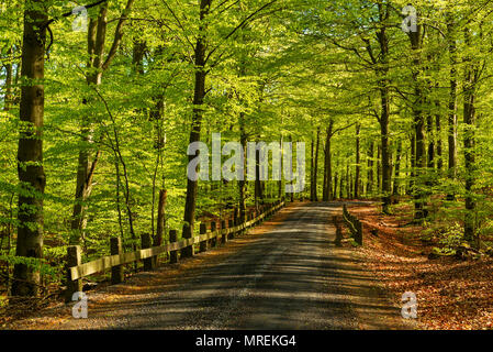 Old country road with stone and wood railings going through a fresh green beech forest. Morning sunlight coming in from the side. Soderasen national p Stock Photo