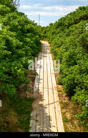 Narrow wooden path or trail to the beach through overgrown sand dunes. Stock Photo