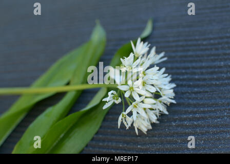 Leafs and bloom of wild garlic are lying on a grey background. Stock Photo