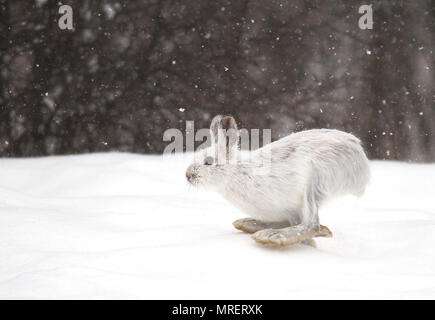 Snowshoe hare or Varying hare (Lepus americanus) running in the snow with a white coat in winter in Canada Stock Photo