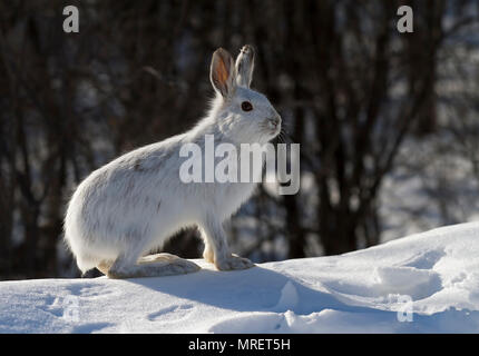 Snowshoe hare or Varying hare (Lepus americanus) standing in the snow with a white coat in winter in Canada Stock Photo
