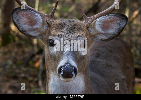 White-tailed deer caught in the early morning light in Canada Stock Photo