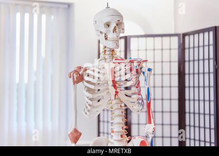 Model of human skeleton used in osteopathy. Stock Photo