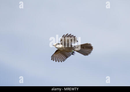 Canada Jay or Gray Jay (Perisoreus canadensis) in flight in Algonquin Provincial Park in Canada Stock Photo