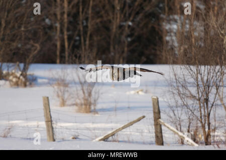 Snowy Owl at Lake Ontario Stock Photo - Alamy