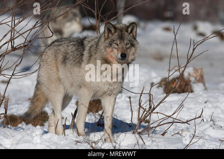 Timber wolf or Grey wolf (Canis lupus) standing in the winter snow in Canada Stock Photo
