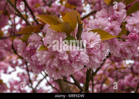 Cherry blossom trees in flower in the springtime Stock Photo