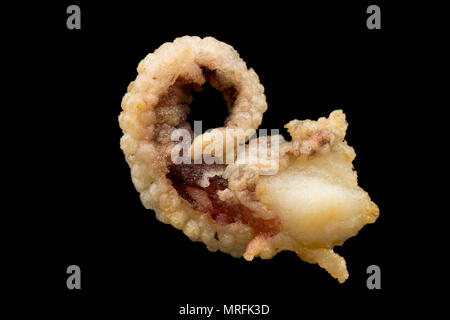 The floured and deep fried tentacle of a cuttlefish, Sepia officinalis, that has been caught in the English Channel, Dorset England UK. Cuttlefish coa Stock Photo