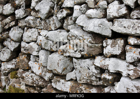Lichens on a Stone Wall