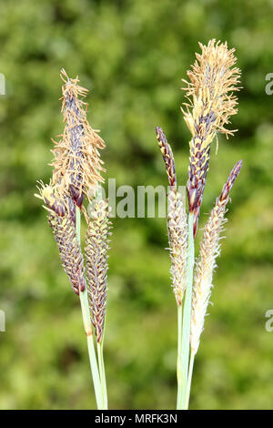 Flowering Glaucous Sedge Carex flacca Stock Photo