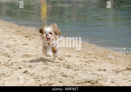 Shih Tzu Puppy - Shih Tzu Dog Breed Stock Photo