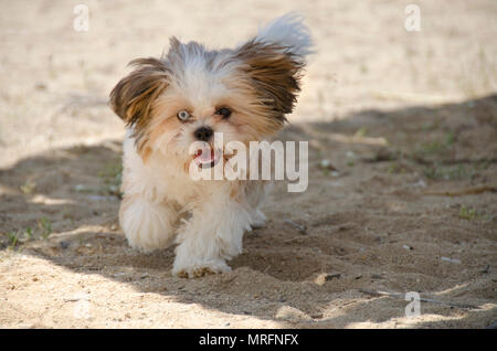 Shih Tzu Puppy - Shih Tzu Dog Breed Stock Photo