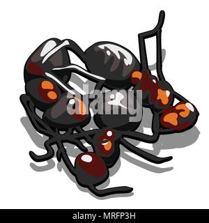 Three black ant are locked in a clump isolated on white background. Vector cartoon close-up illustration. Stock Vector