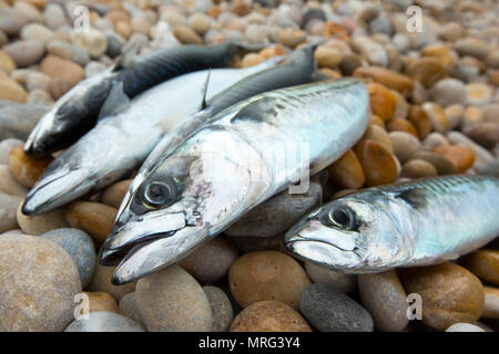 mackerel fish caught on line and hooks from the sea in the uk