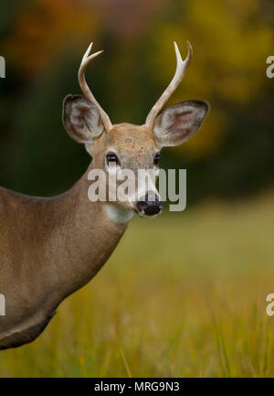 White-tailed deer buck closeup in an autumn meadow in Canada Stock Photo