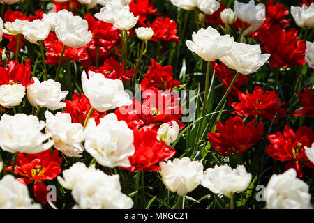 Beautiful red peonies flowers bloom in spring garden.Decorative wallpaper with white paeonia mascula flower blossom in springtime.Beauty of nature pos Stock Photo