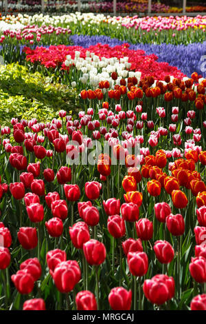 Tulipas azuis Stock Photos, Royalty Free Tulipas azuis Images |  Depositphotos