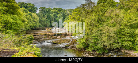Panorama of Upper Falls, Aysgarth, Wensleydale, Yorkshire Dales National Park, UK in late spring with very low water level Stock Photo
