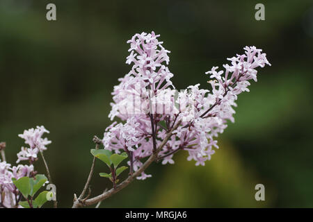 Korean Lilac (Syringa meyeri 'Palibin') Stock Photo